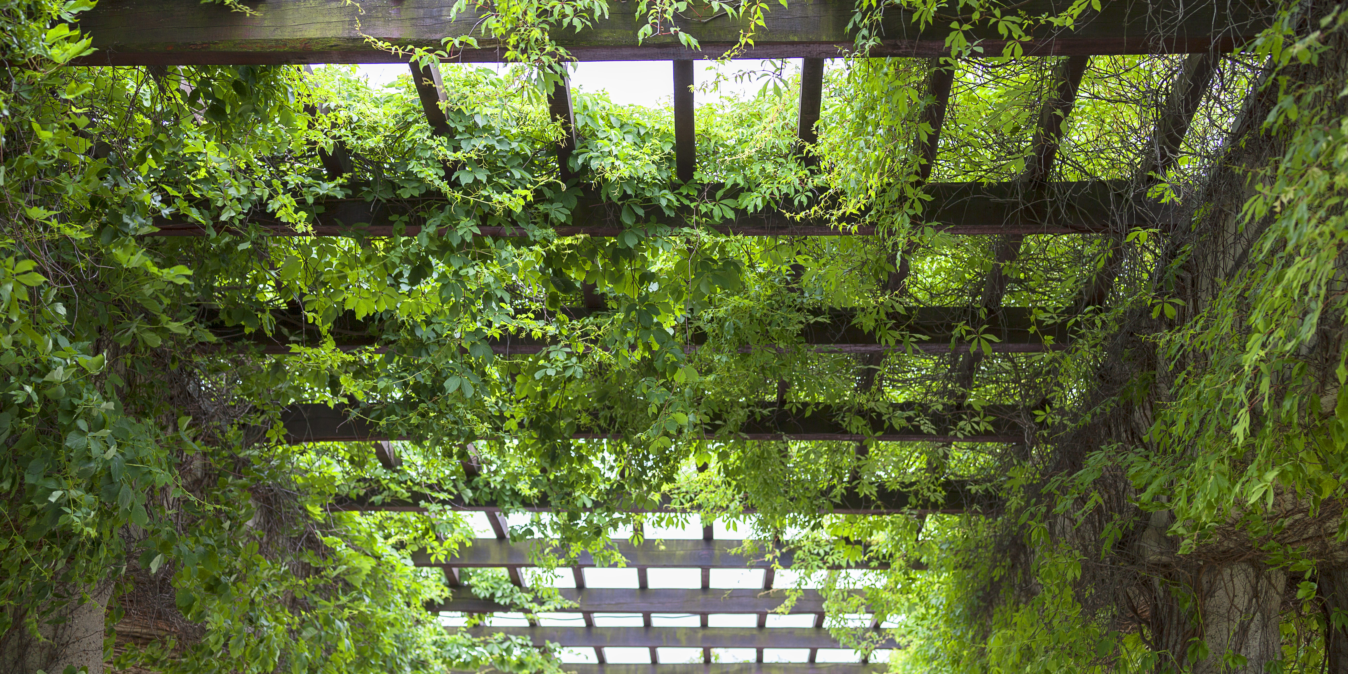 Pergola, Vergola. A timber structure designed to encorage vegetation growthe